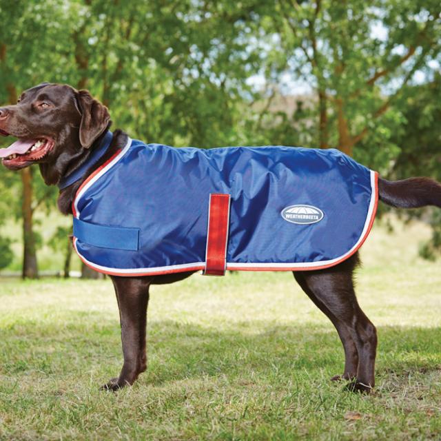 Weatherbeeta hotsell dog coat