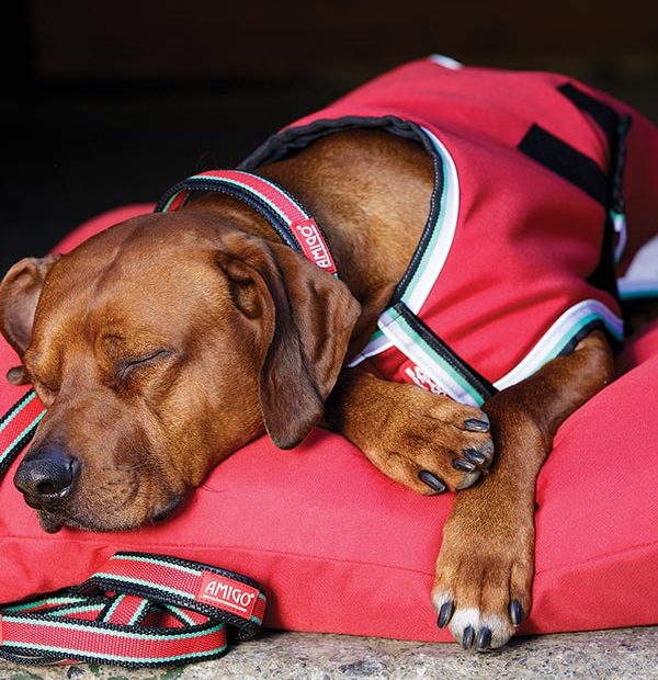 Horseware Amigo Dog Bed Iron Horse