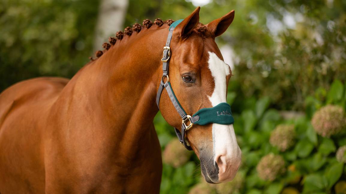 LeMieux Vogue Headcollar & Leadrope Spruce Iron Horse